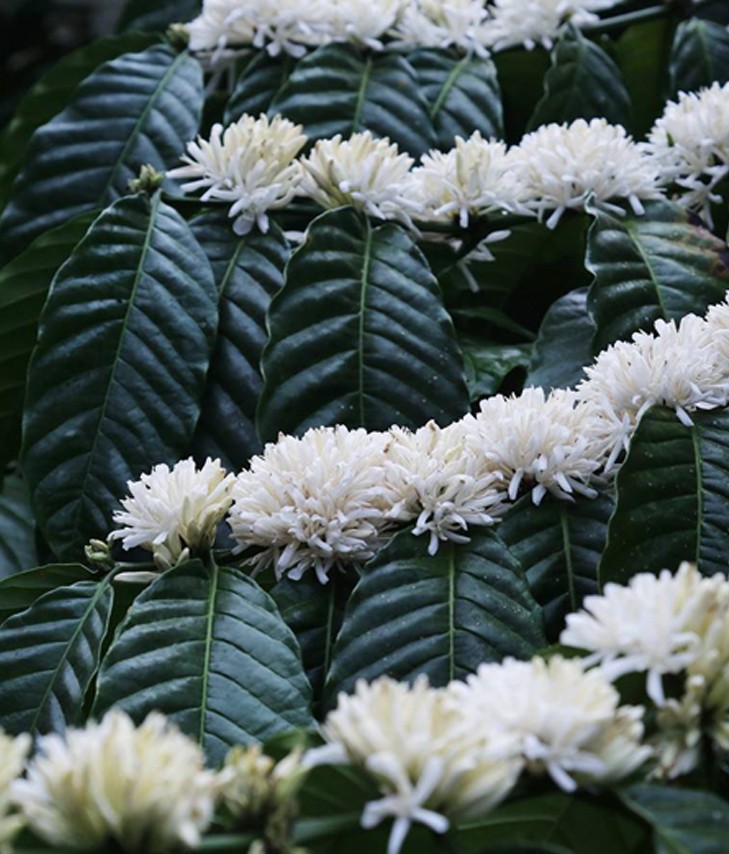 Bloom to Brew (Seasonal)