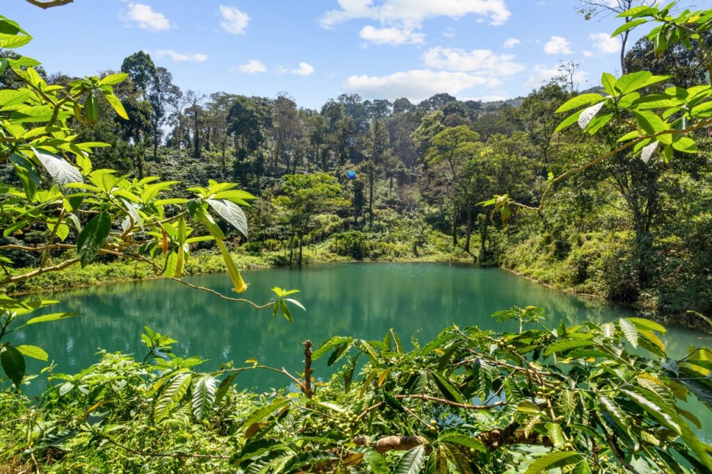 Magnolia Lake in Coffee Estate